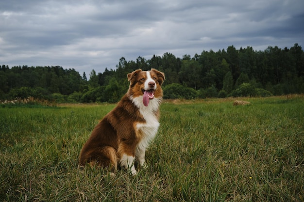 Beautiful young Australian Shepherd sits in field in summer and poses with tongue sticking out