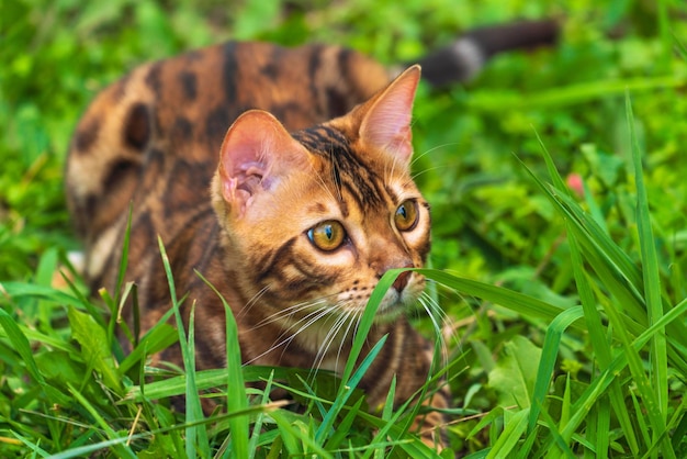 Beautiful young bengal cat in the garden