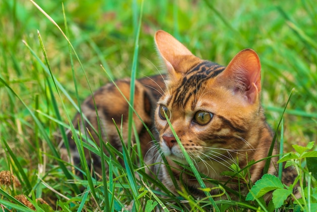 Beautiful young bengal cat in the garden