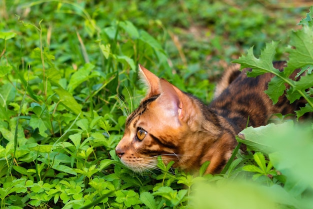 Beautiful young bengal cat in the garden