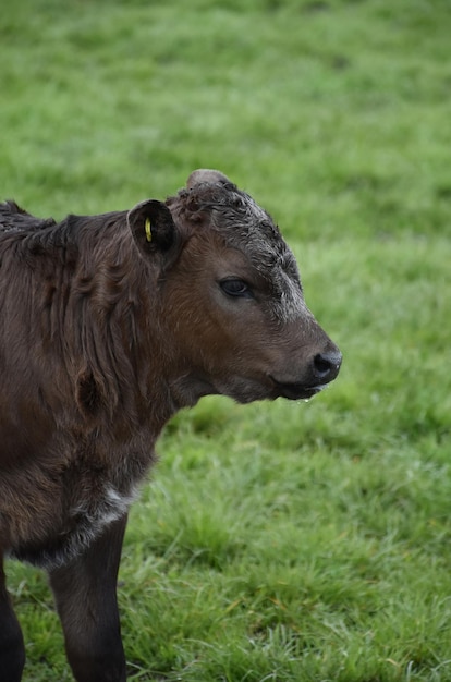 Beautiful Young Brown Calf in a Grass Pasture