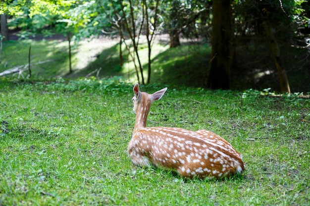 Beautiful young brown deer in the wild Wild deer among green trees