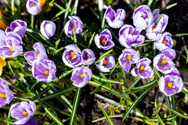 Beautiful Young flowers of purple crocus grow on a flowerbed in the early spring under a warm sunCrocus whitegray delicate flower on a sunny day in early spring