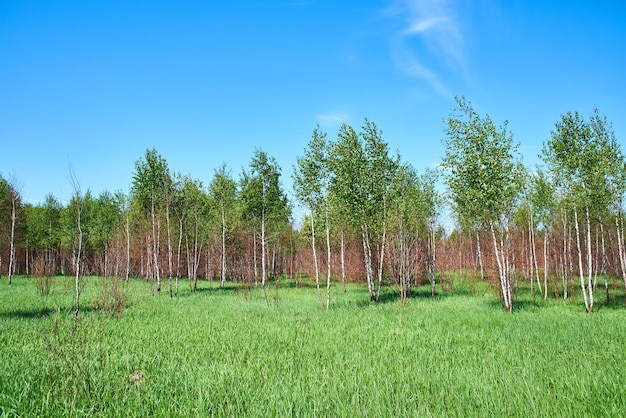 Beautiful young forest in summer day