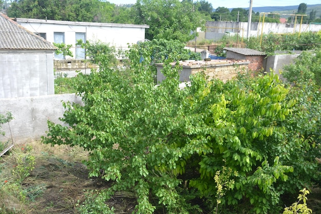 Beautiful young fruit trees in the garden Green grass under the trees