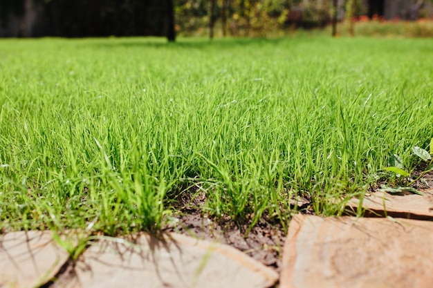 Beautiful young lawn excellent grass background