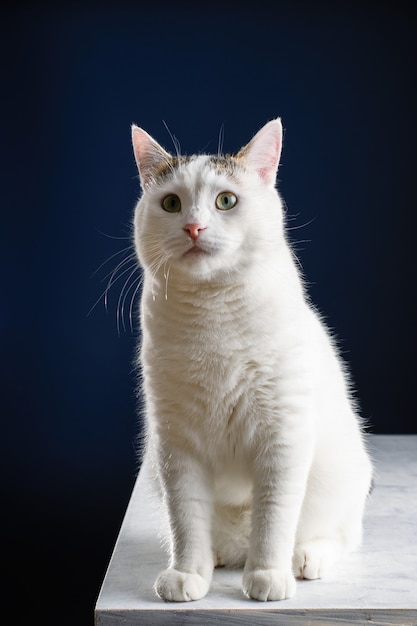 Beautiful young white cat sits full length on a white table, blue background close-up