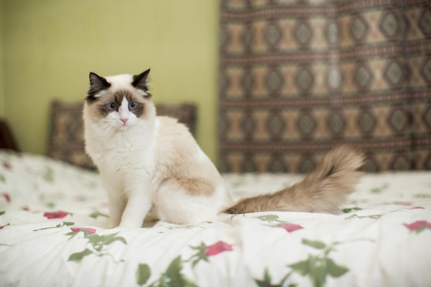 Beautiful young white purebred Ragdoll cat with blue eyes at home