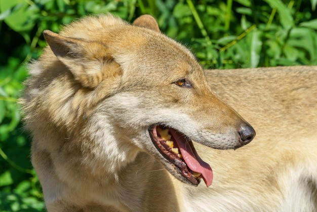 Beautiful young wolf Predatory wild animal