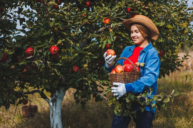 A beautiful young woman in a hat is picking red apples in a basket in an orchard Harvesting apples in an organic garden Autumn apple picking