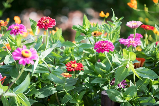 The beautiful Zinnia in the field