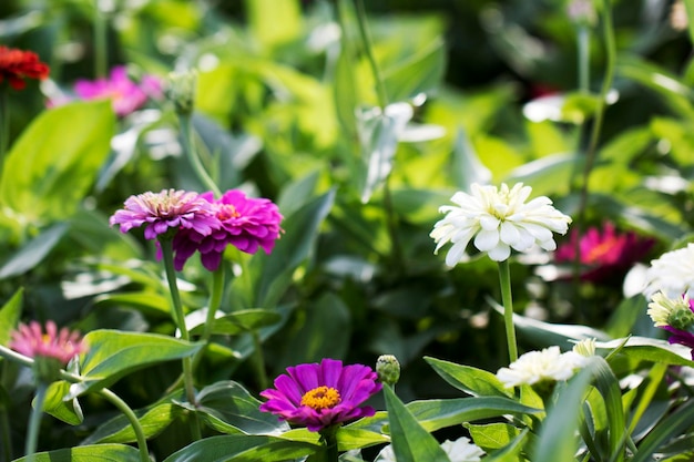 The beautiful Zinnia in the field