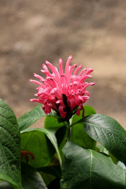 BeautifulBrazilian Blume flowers in nature