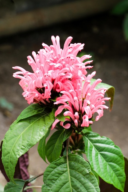 BeautifulBrazilian Blume flowers in nature