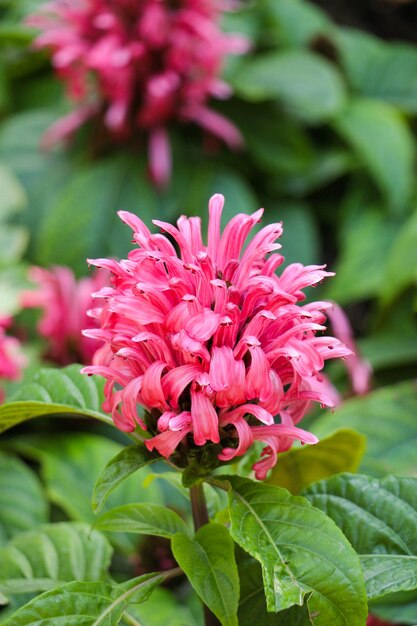 BeautifulBrazilian Blume flowers in nature