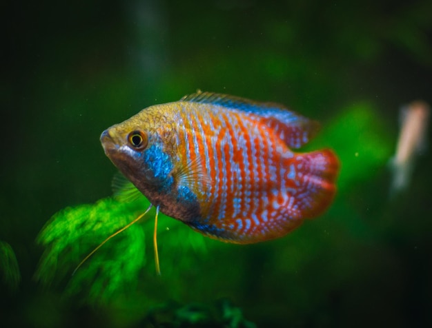 A beautifull colisa in my aquarium