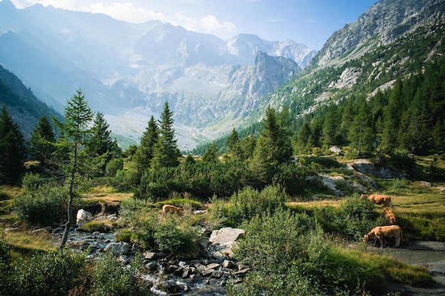 A beautifull view on the aviolo lake