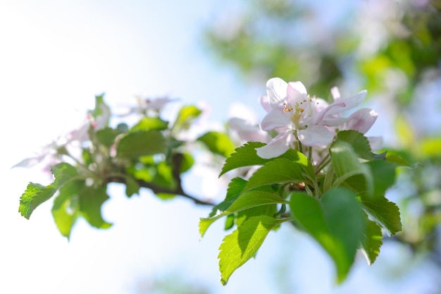 Beautifully blooming apple tree flowers in closeup selective deep of field