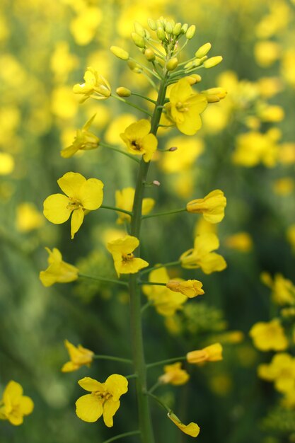 Beautifully blooming rapeseed is close-up