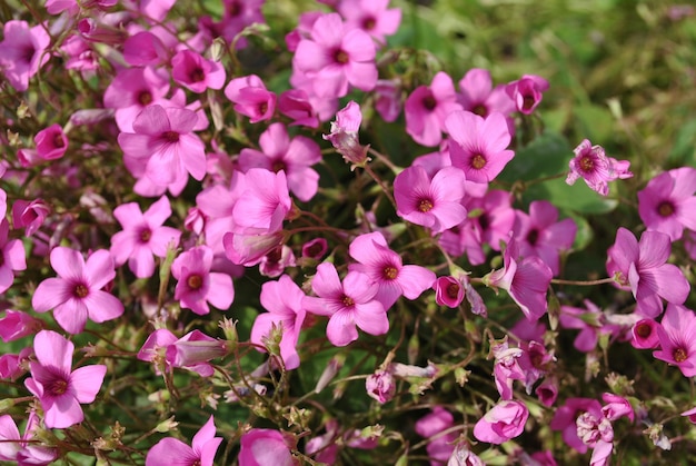 Beautifully blossomed  pink Impatiens in the garden