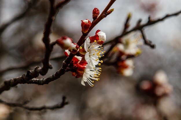 Beautifully flowering cherry branches on which the bees sit