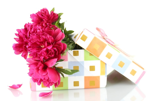 Beautirul pink peonies in gift box isolated on white