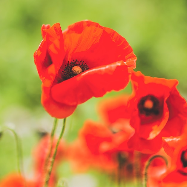 Beautiuful poppy flower on the field. Closeup. Square