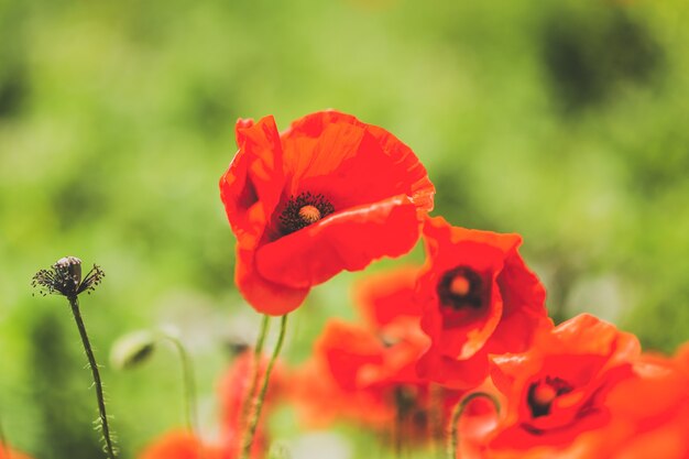 Beautiuful poppy flower on the field. Closeup