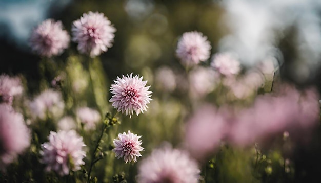 Beauty in Bloom Cosmos Flowers