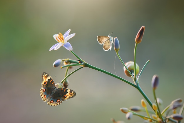 Beauty butterfly  on flower in tropical garden