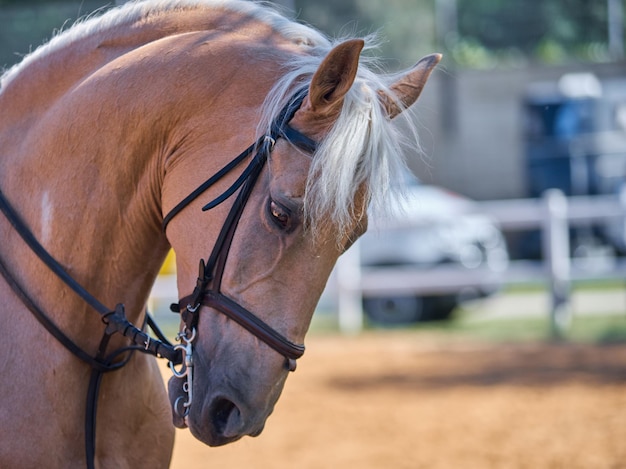 Beauty closeup with competition horse