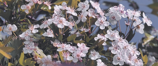 Beauty closeup with pear branch in full bloom