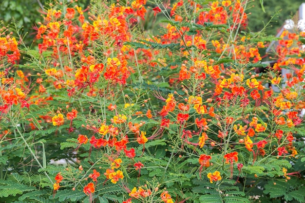 Beauty colorful peacock flower