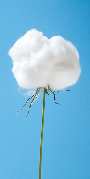 Photo beauty of cotton in full bloom