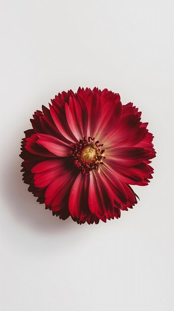 Beauty crimson cosmos flower isolated on white background