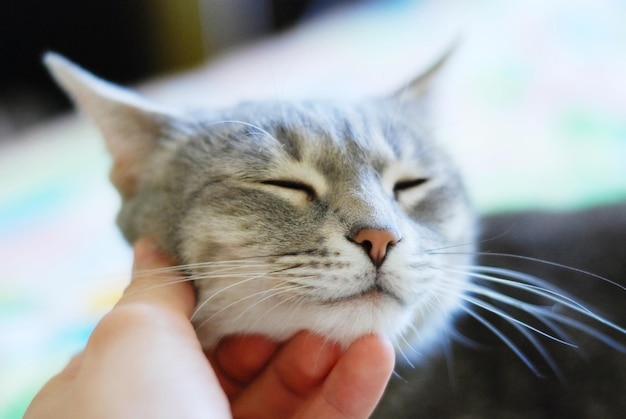 Beauty cute cat with closed eyes and human hand