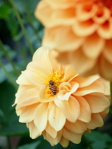 Beauty of dahlia flowers at the green farm.