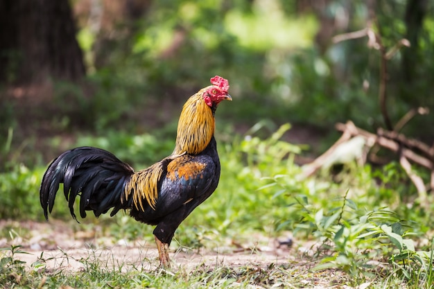 The beauty of fighting cocks in Thailand