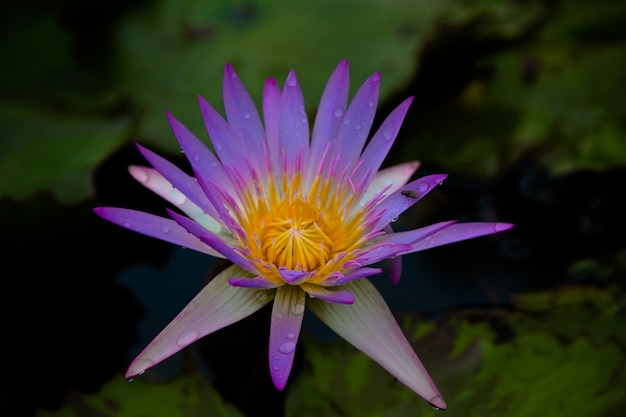 The beauty of the lotus in the pond