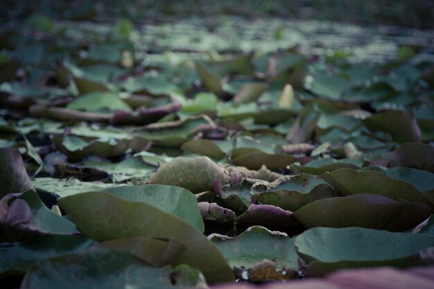 The beauty of the lotus in the pond