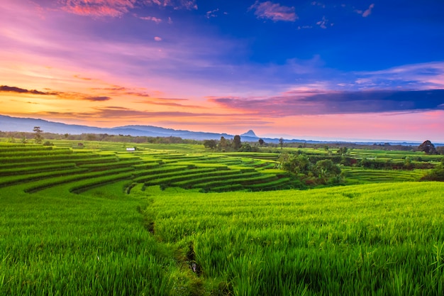 beauty morning with amazing sunrise at paddy fields indonesia