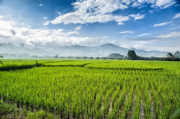 beauty mountain view with green rice plantation 