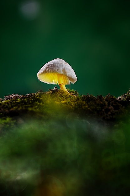 Beauty mushroom in tropical garden