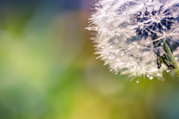 Beauty in nature, dandelion closeup with morning dew drops with beautiful blurred natural background