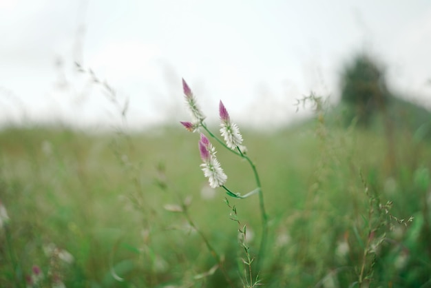 beauty of nature. selective focus shallow depth of field follow focus or  blur.