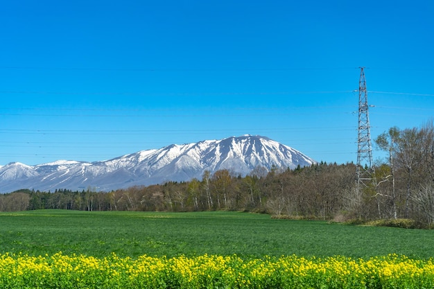 Beauty nature view snow capped mountain range in background forest and green grassland