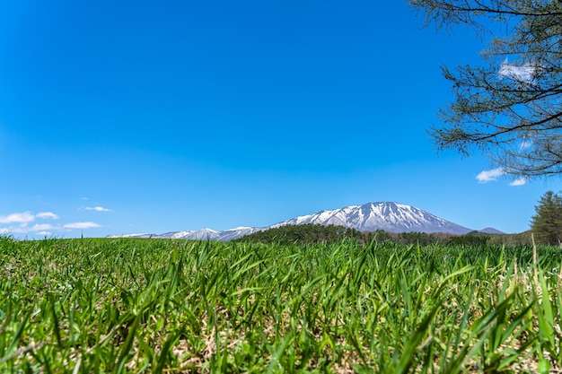 Beauty nature view snow capped mountain range in background forest and green grassland