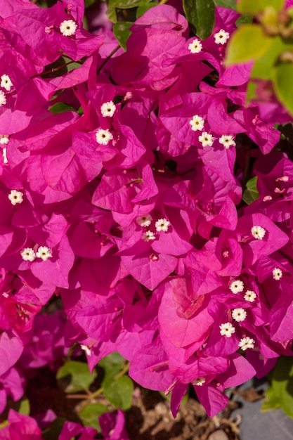 Beauty pink bougainvillea , Sharm el Sheikh, Egypt