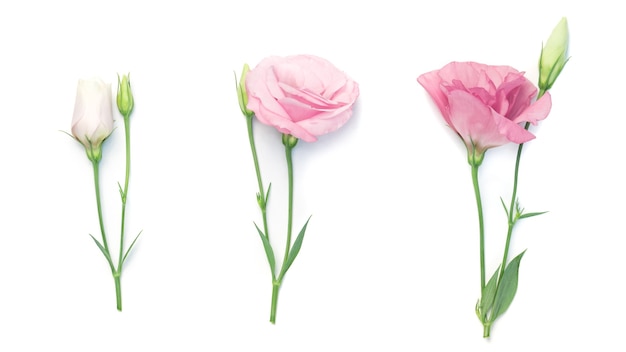 Beauty pink eustoma flower isolated on white.