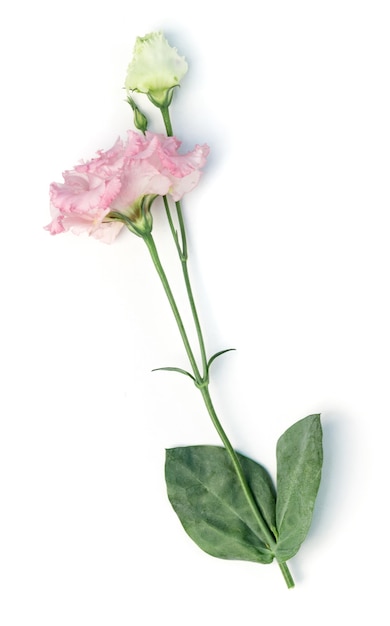 Beauty pink eustoma flower isolated on white.